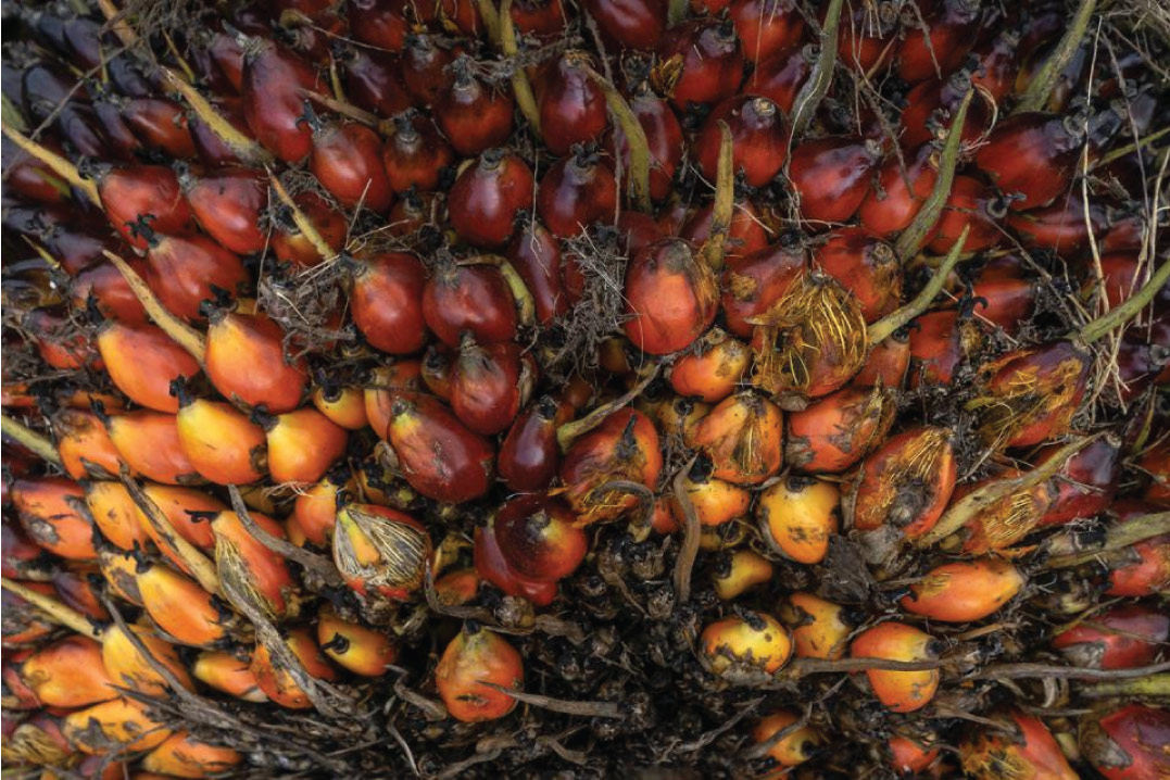 New Oil Palm Genome Research Aims To Revolutionize Production, But Will It Help Slow Deforestation?