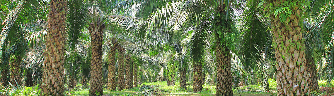 Sime Darby Plantation Acquires Land in Kalimantan